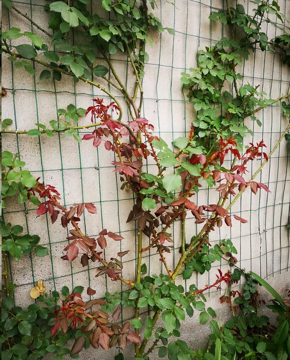 家里种了一颗爬墙花,家里种爬藤蔷薇好吗