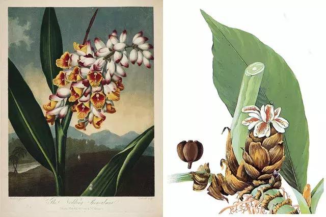 肉豆蔻和麸煨肉豆蔻区别,草果和草豆蔻烹调区别