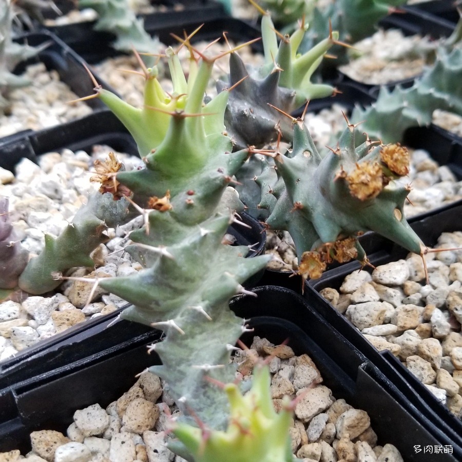 多肉奇趣麒麟好养吗,多肉植物奇葩有趣