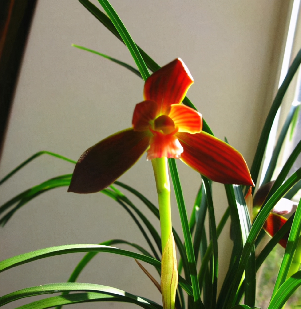 它被誉为“国兰第一红”,顶级红素,正格豆瓣,新手也能养好