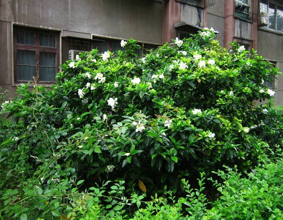 原来有的花没有花苞怎么办,花快开花了花苞会掉怎么办