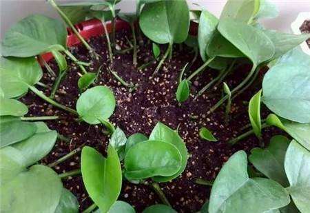 绿萝室内养殖方法和技巧,家庭养绿萝技巧与禁忌有哪些