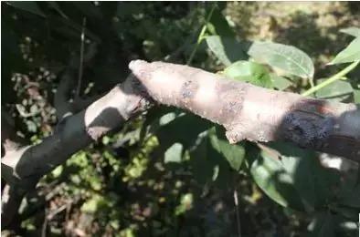 桃树流胶了怎么治,桃树流胶最佳防治方法