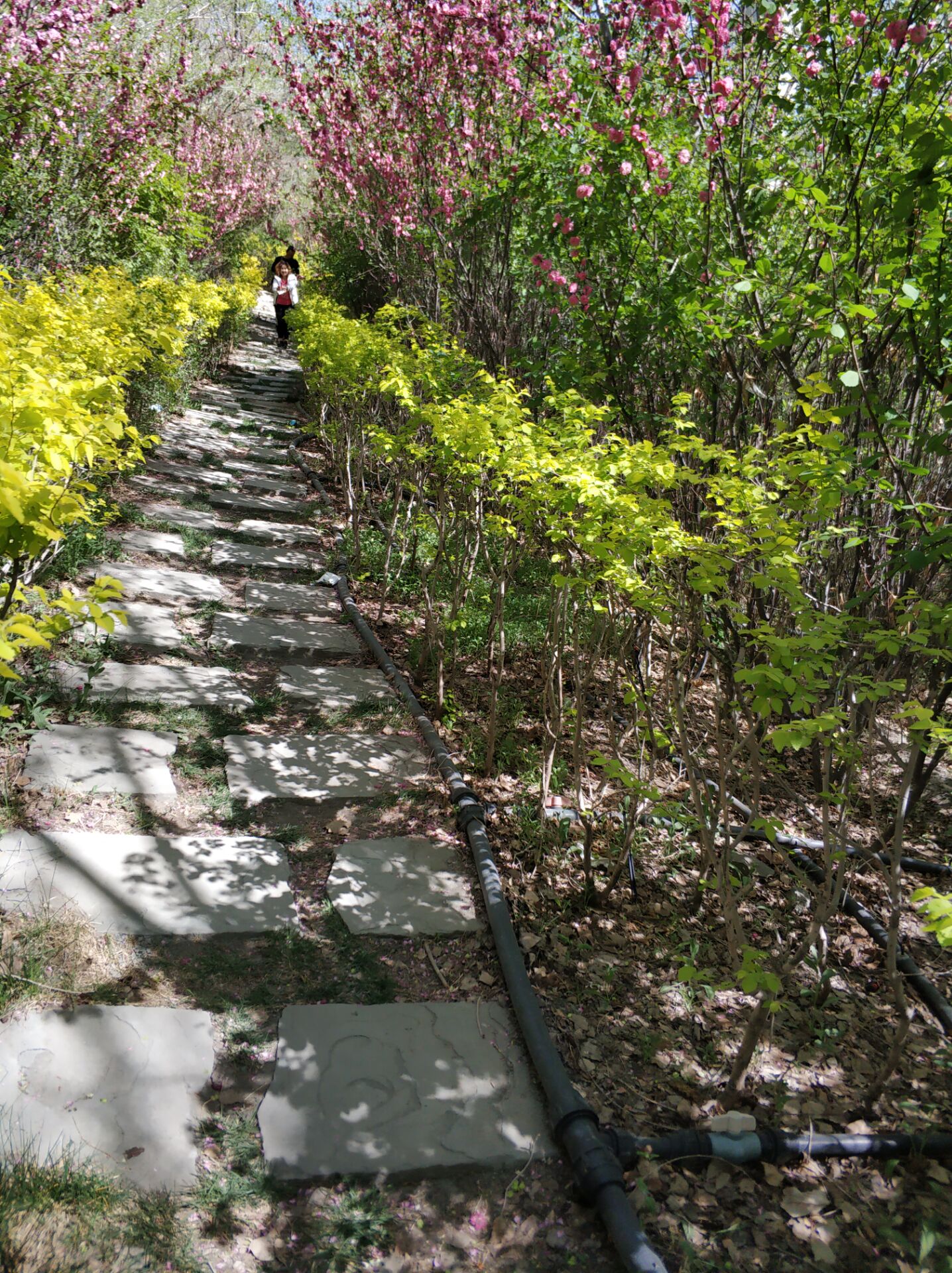 乌鲁木齐居然有这么漂亮的地方,乌鲁木齐周边森林公园在哪里