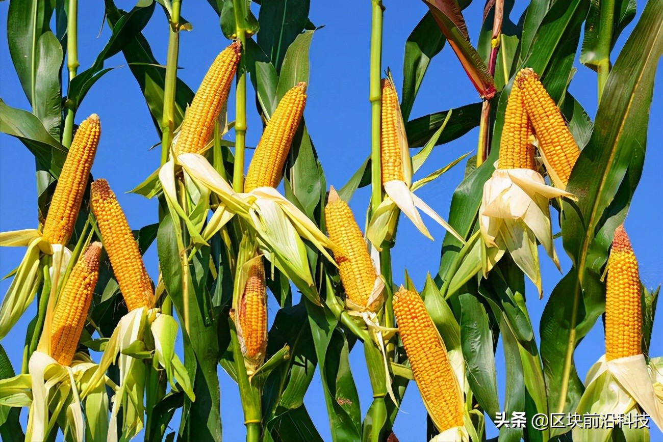 粮食中的“芯片”同样受限,被加价几十倍也不得不购买