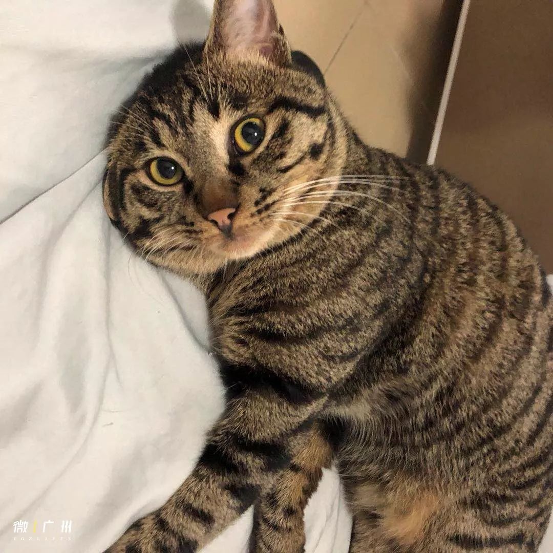 深圳富人日常生活真实记录,在深圳普通人最真实的生活状态