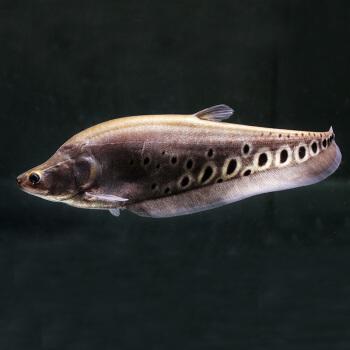 观赏鱼种类大全,观赏鱼鲨鱼的种类