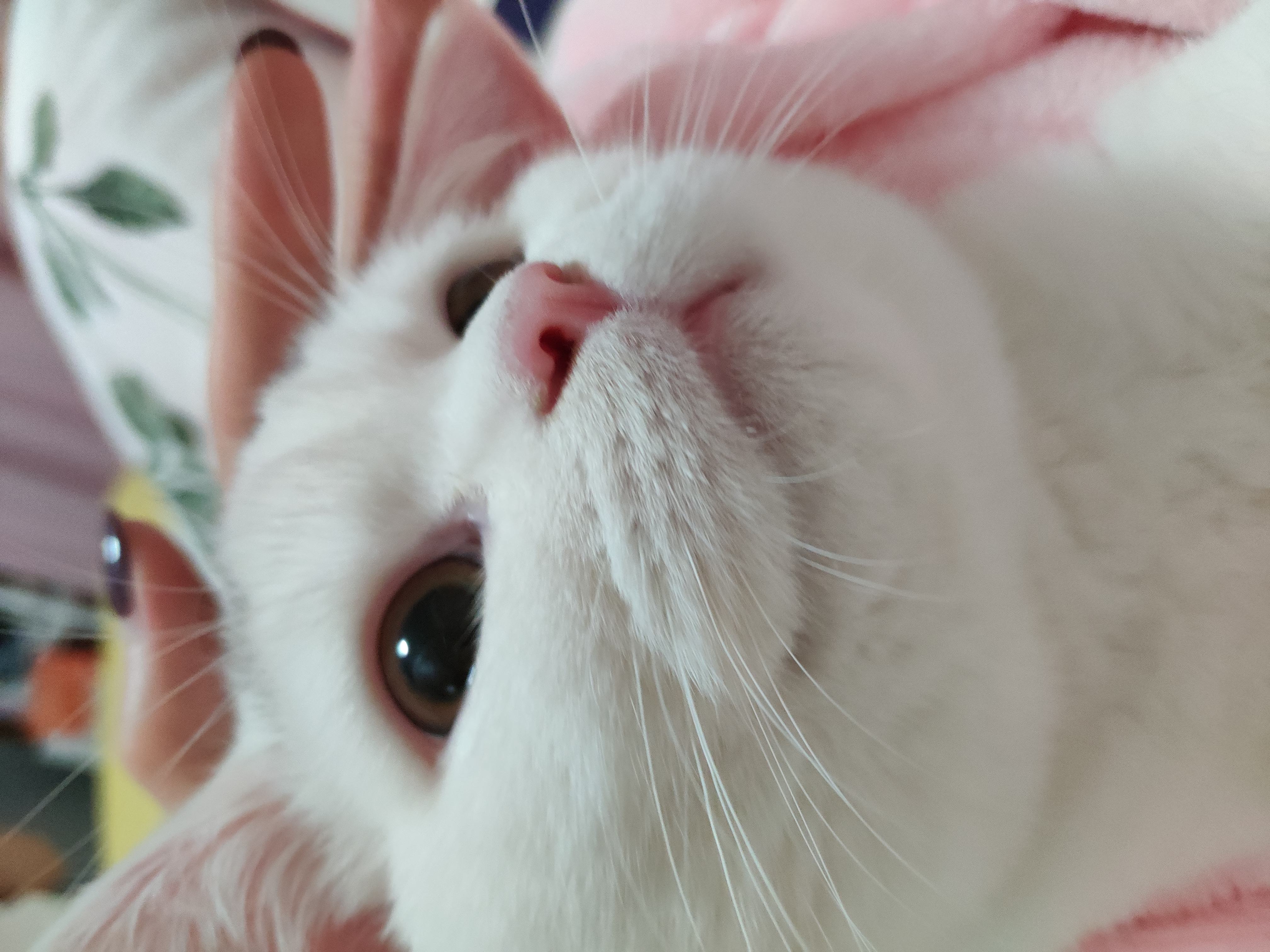 全自动铲屎猫砂盆好用吗,自动铲屎猫砂盆推荐