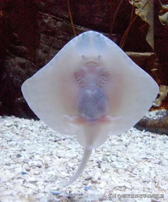 这60种罕见动物你见过几个,60种灭绝的动物