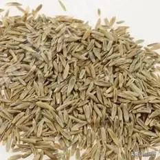 猫咪不吃肉肉怎么办,猫咪不吃鱼吃草怎么办