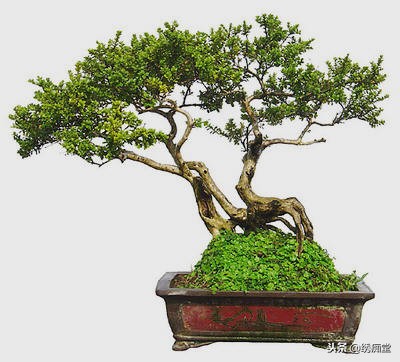 丛林式盆景欣赏,盆景欣赏及制作