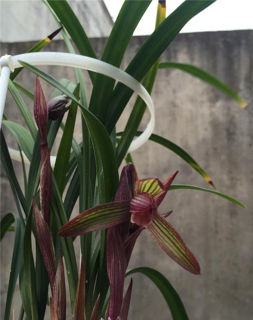 北方五月兰花管理,北京养兰花注意什么事项