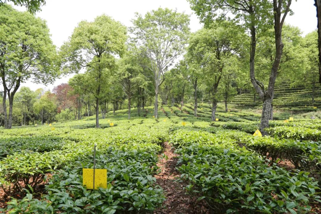 庆沣祥七彩云南普洱,庆沣祥七彩云南名门普洱