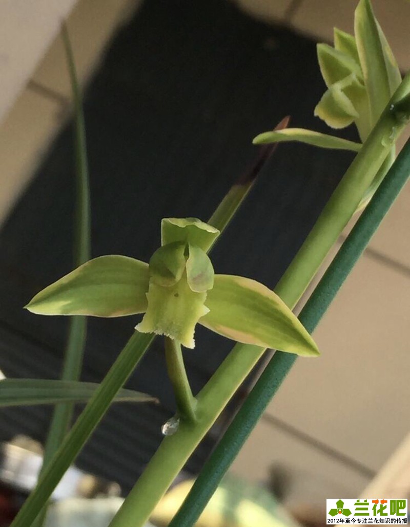 兰花为什么那么高价,高价兰花50种