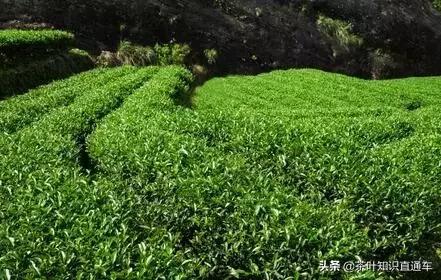 大红袍怎么选,大红袍常识大全