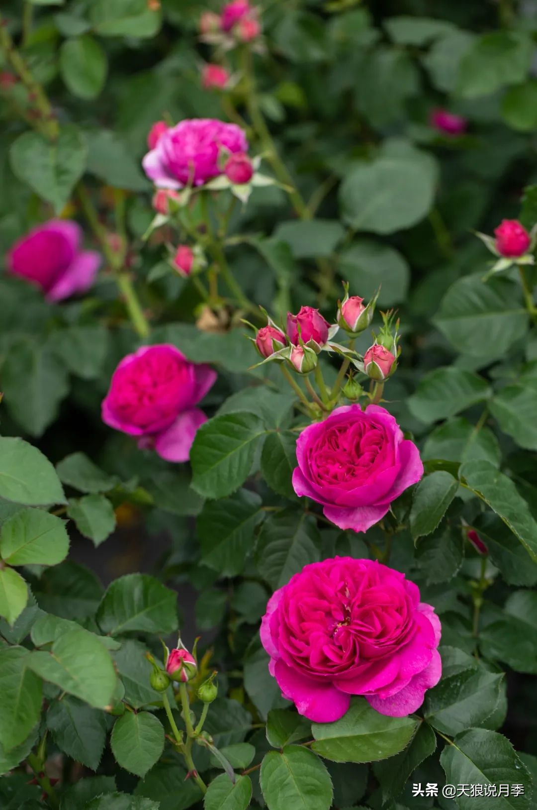 2022年天狼月季新品,月季天狼新品曝光