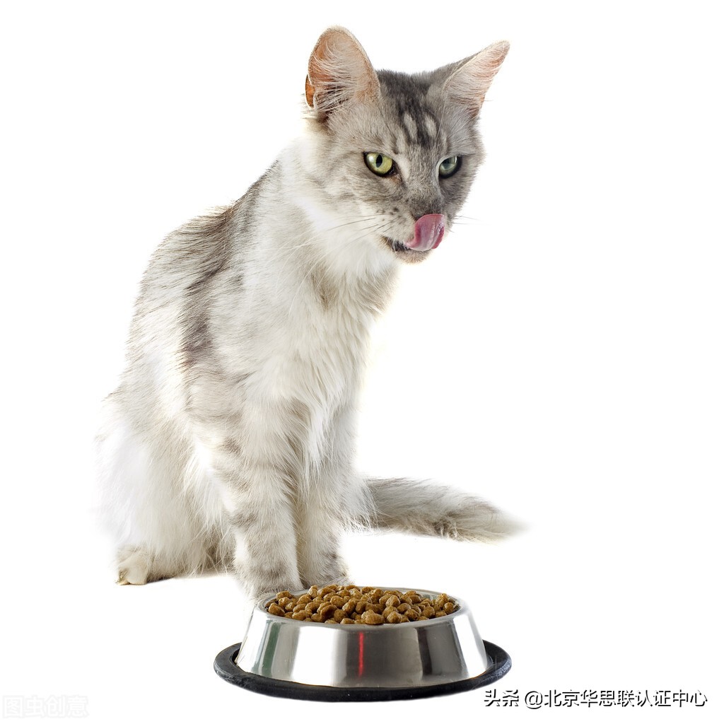 海外宠物市场有哪些产品,国外市场爆款宠物食品