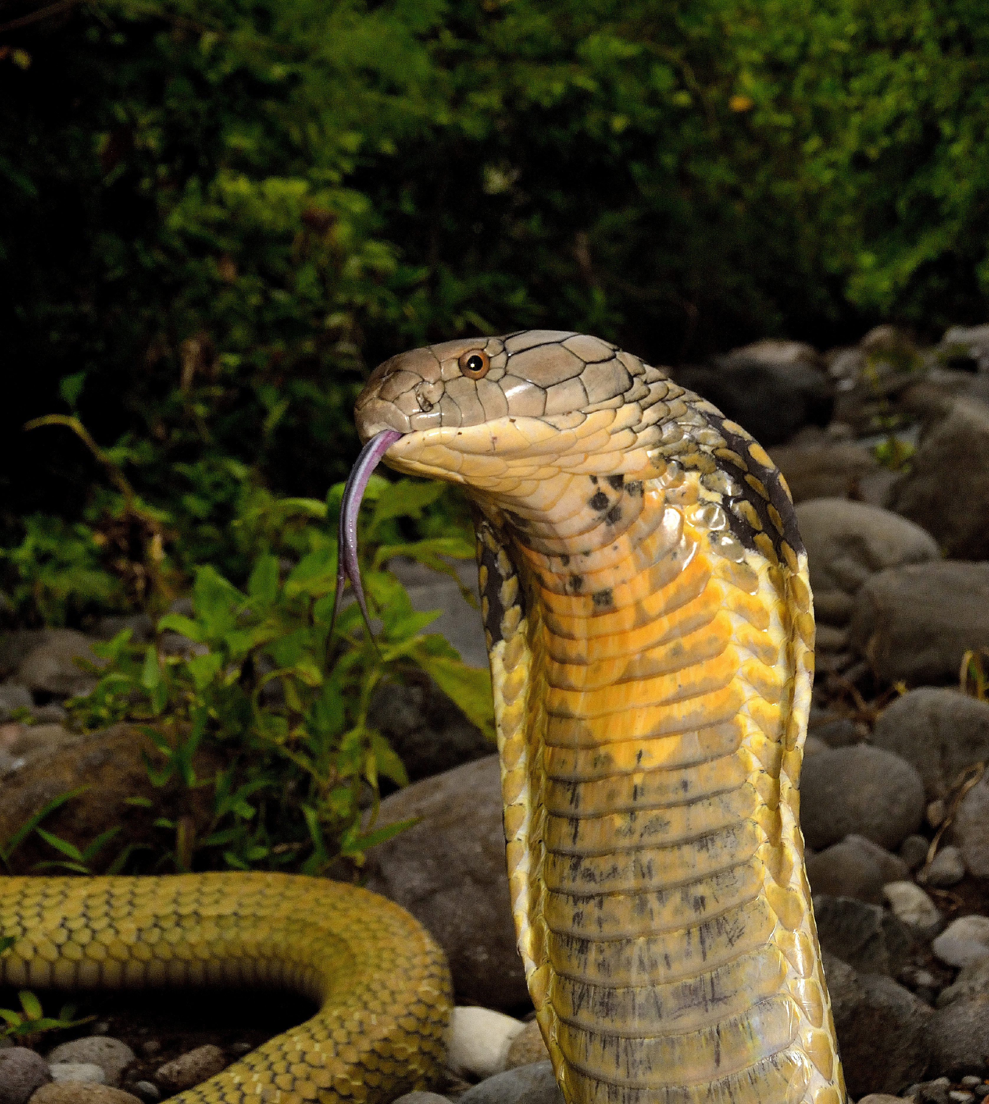 科莫多巨蜥vs眼镜王蛇,眼镜王蛇与科莫多巨蜥对战