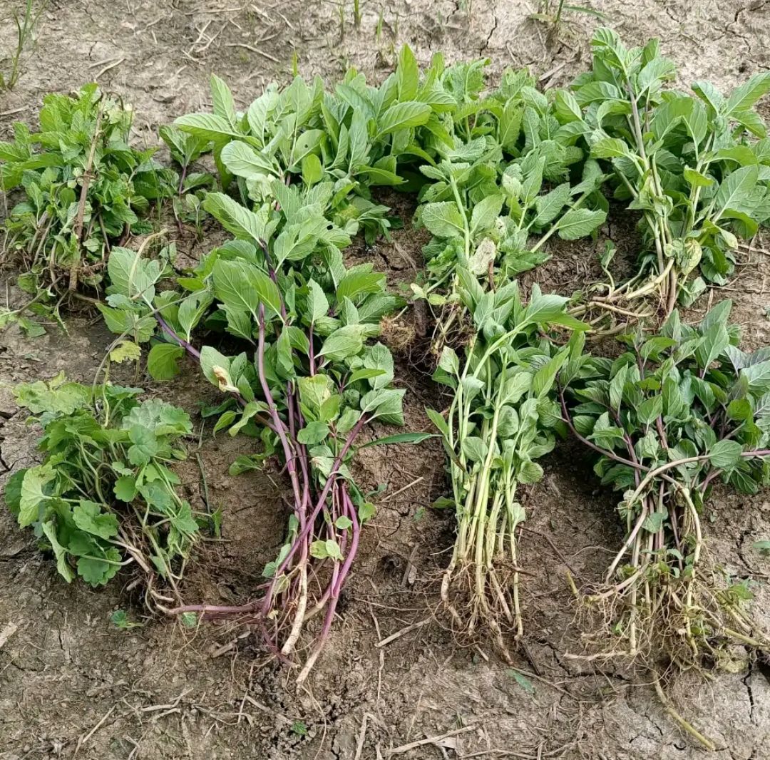 这“38种花”,当你开始收集品种时,你已入坑颇深