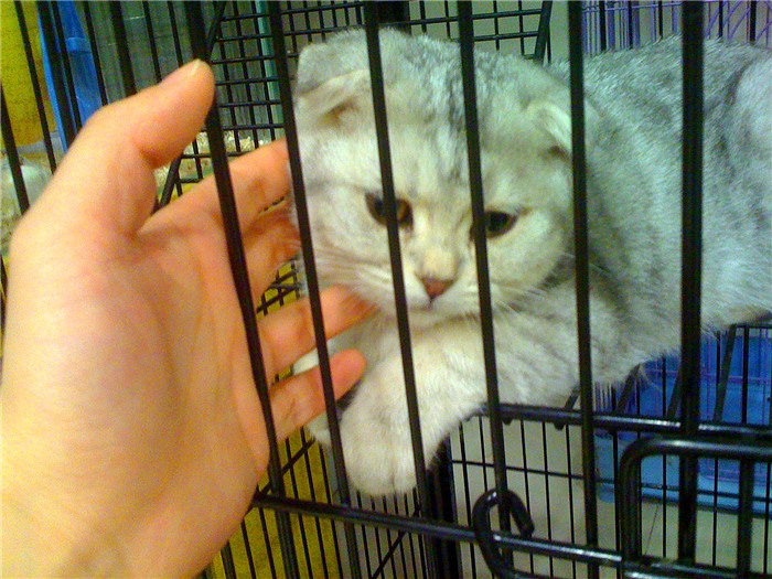 购买宠物猫前注意事项,新手买宠物猫应注意什么