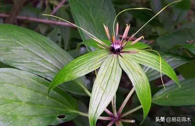 七叶一枝花的药用价值及养殖方法,我国的珍稀植物国家二级保护植物