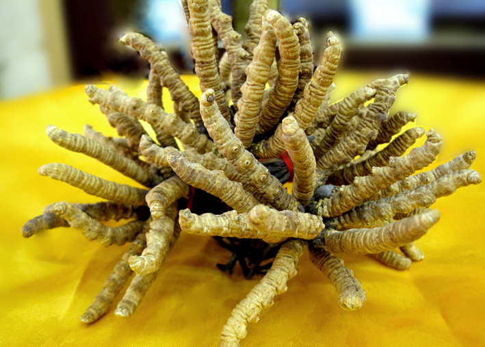 常见假虫草 (几种常见的假虫草)