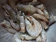 怎么做麻辣干锅虾,麻辣干锅虾的调料