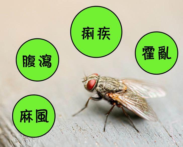 苍蝇能传播痢疾吗,苍蝇可传播下列哪种疾病