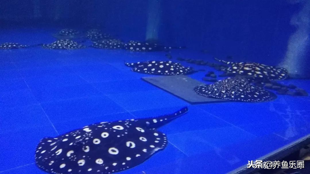 这位土豪家的渔场，光滤材就花了500多万，你确定不要见识一下？