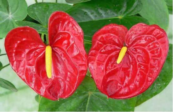 红掌如何救活,怎么救活红掌烂根