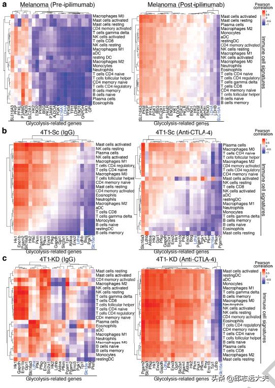 乳酸，肿瘤“贿赂”Treg的“代谢货币”