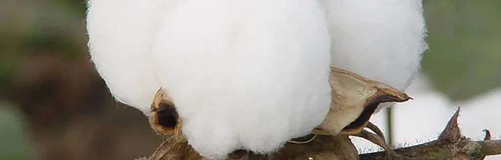 韩系斜纹棉四件套100%全棉,全棉四件套180支长绒棉秒杀价