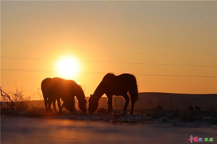 “草原诗人”冰风:不愿再看到“两匹马,在草原的网围栏两侧徘徊”