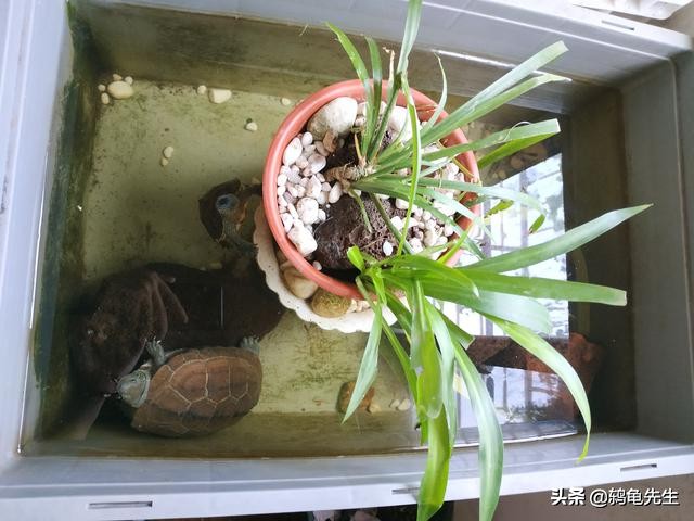 乌龟被淹了如何判断死活,如何判断乌龟是不是呛水死亡