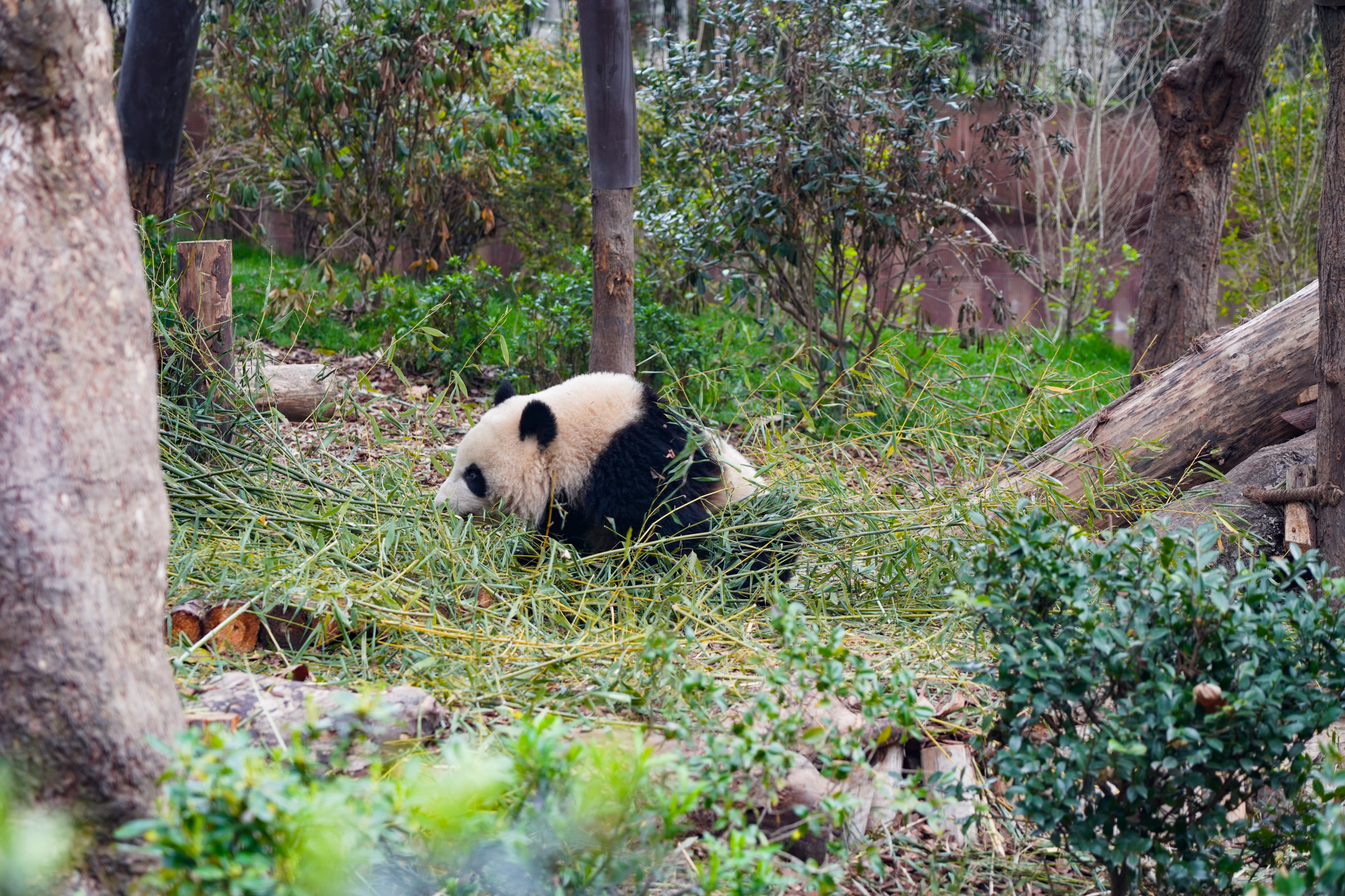 成都酒店大熊猫一日游,成都大熊猫繁育研究基地游玩攻略