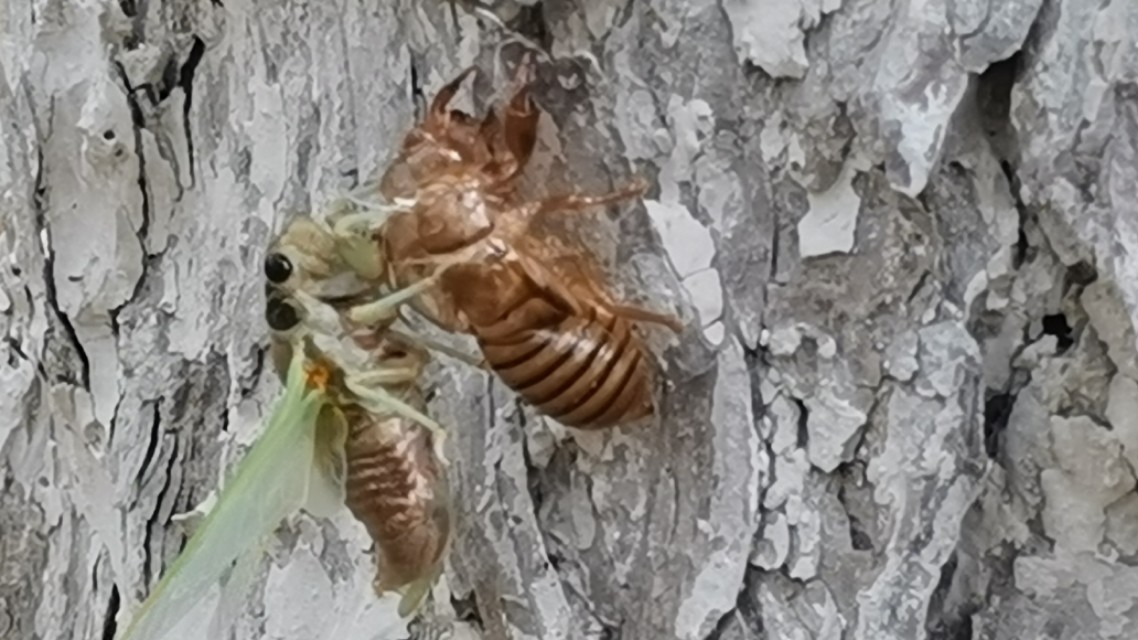 金蝉脱壳记原文,金蝉脱壳记