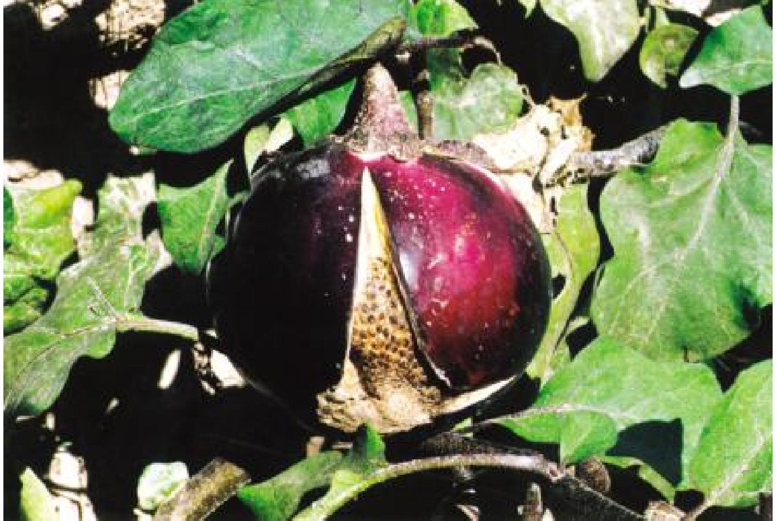 茄子畸形果,茄子有畸形果是什么原因