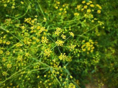 农村种药材哪个品种好,什么品种的药材最值得种植