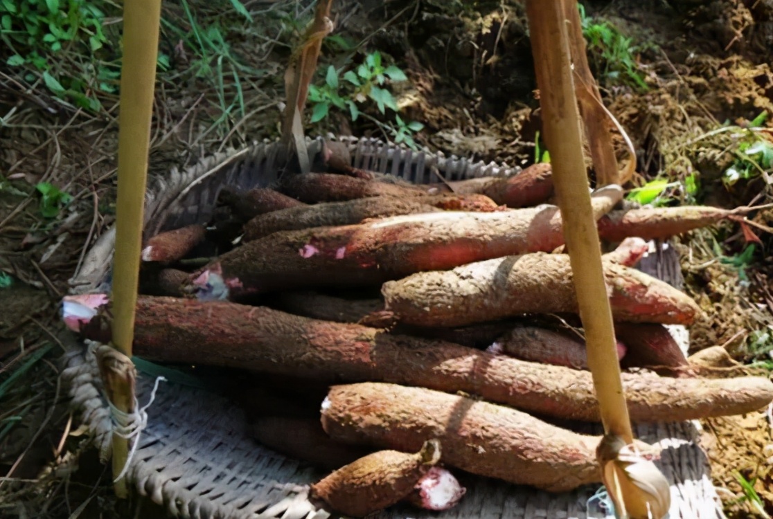 全株含毒的木薯,却被称为“淀粉之王”,养活全球6亿人