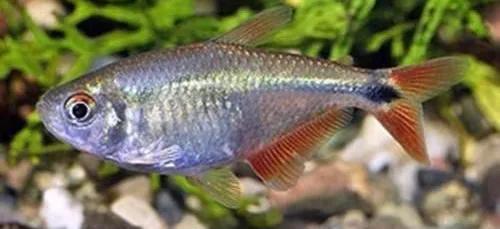 萌新适合养的观赏鱼,萌新养鱼有什么技巧