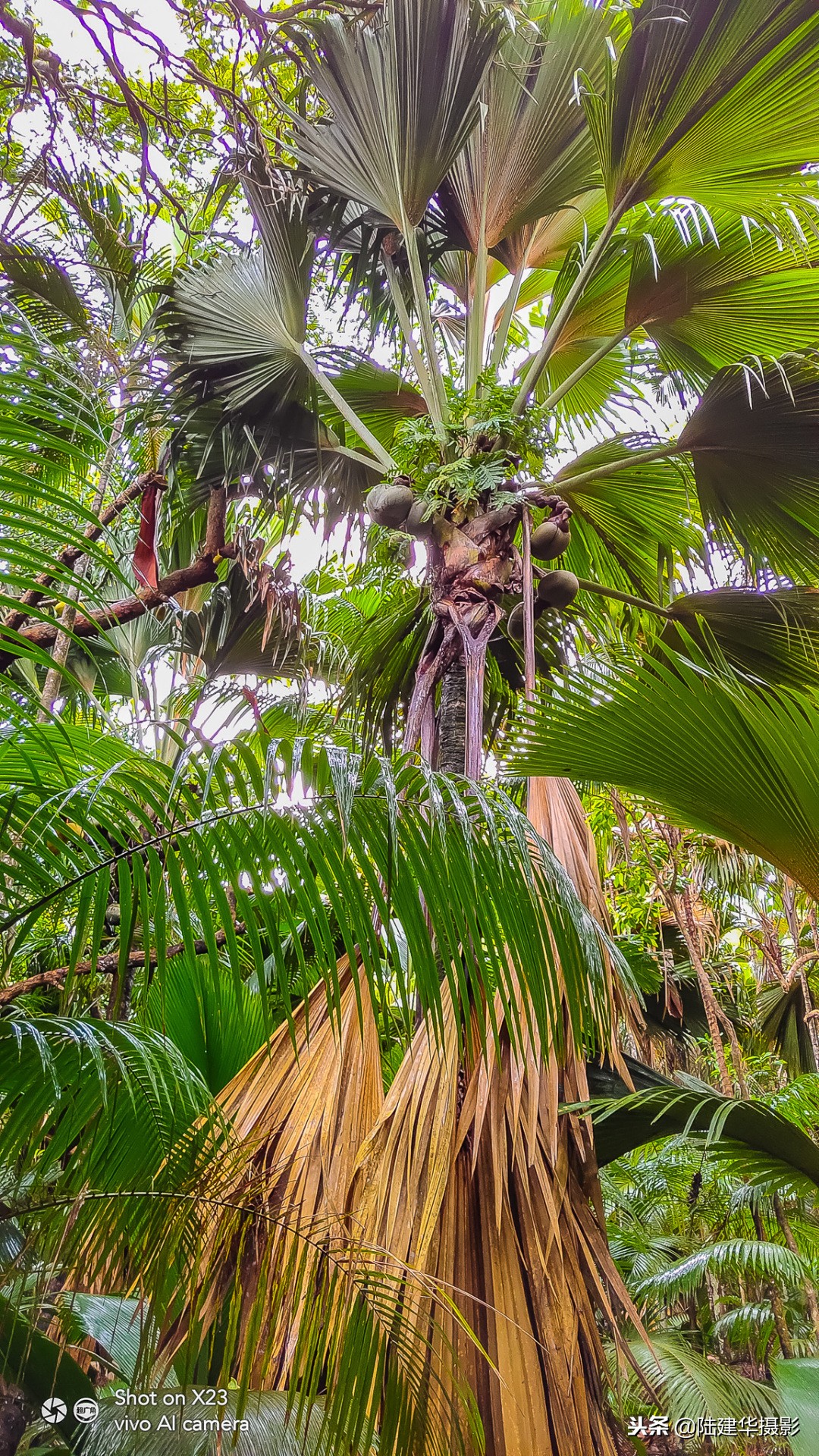 塞舌尔克里奥尔人,人间伊甸园云赏奢华度假地塞舌尔