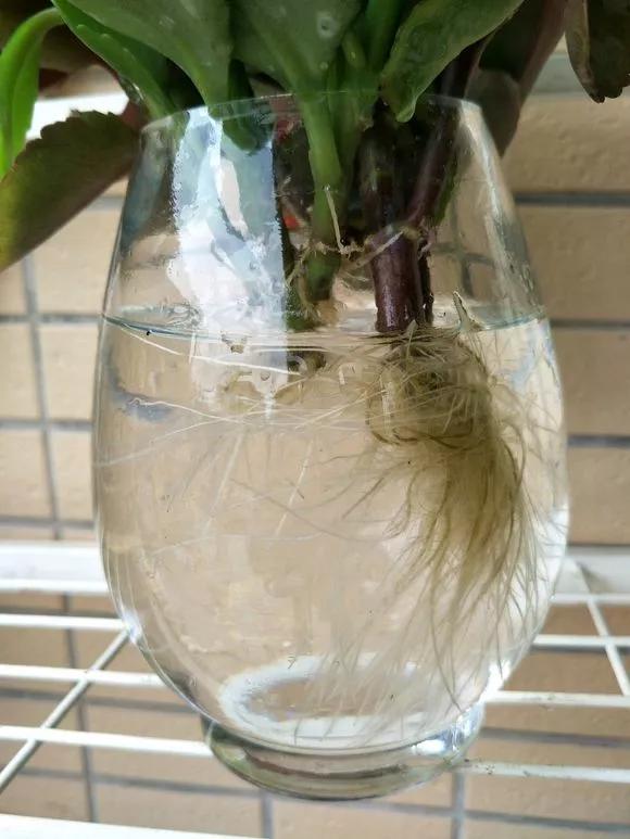 室内用塑料瓶扦插生根最快方法,瓶子装水养花