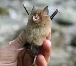 蝙蝠那么多病毒为什么不灭绝它,蝙蝠为什么是奇葩动物呢