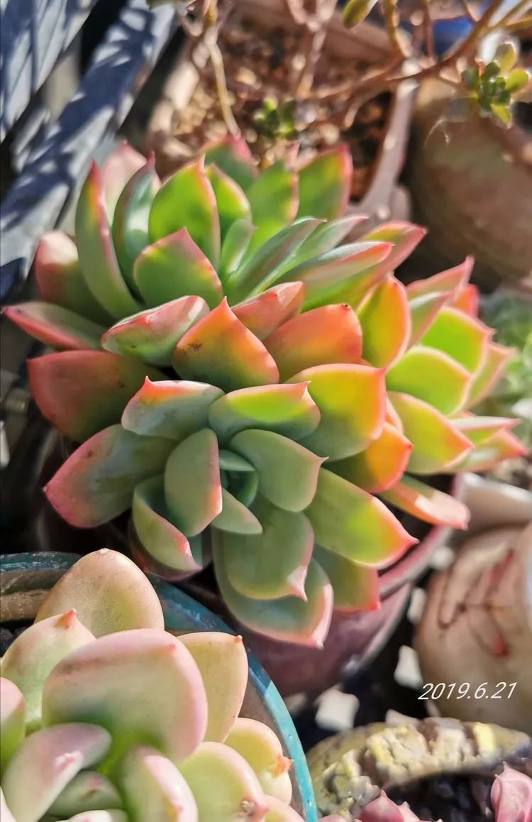 人生就像养多肉一样,人生如同养多肉时间不会怠慢