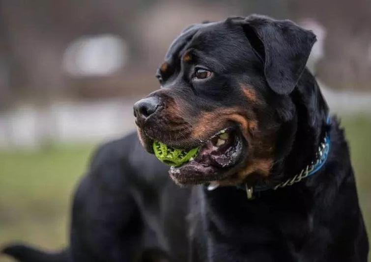 看家的狗狗,看家狗狗大全