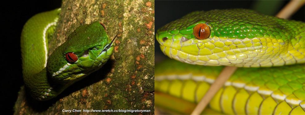 野外遇蛇怎么识别,在野外如何区分蛇有没有毒