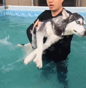 法斗游泳淹死了,法斗在宠物医院洗澡意外死亡后续