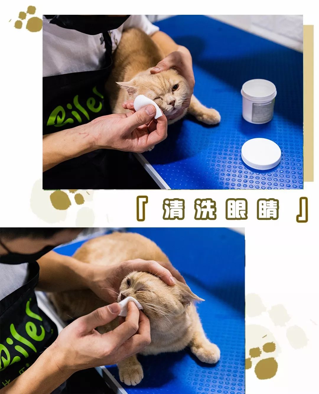 吹爆汕头这家「宠物精灵聚集地」美容、洗剪吹、零食,一应俱全…