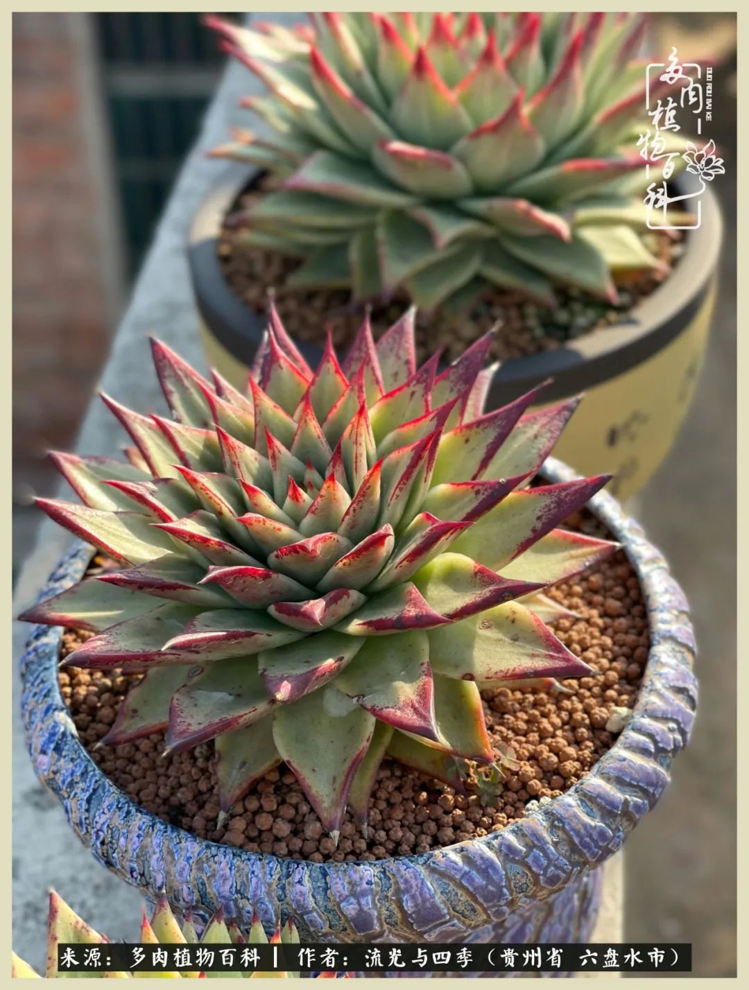 国庆假期你快乐吗?来,凉都美肉与你相伴一一小乌木的霸气东云