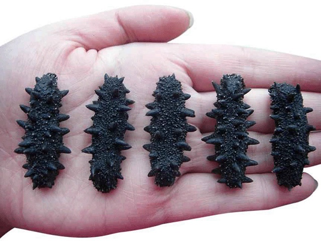 海参40元一斤的海参好吗,为什么有的海参好几万